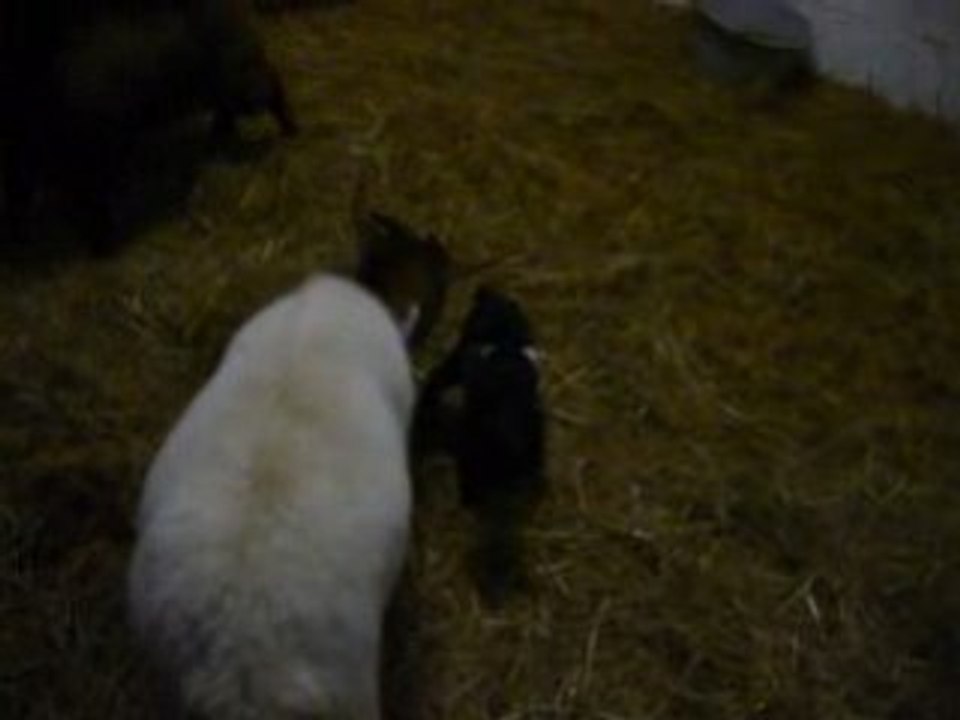 La famille biquette