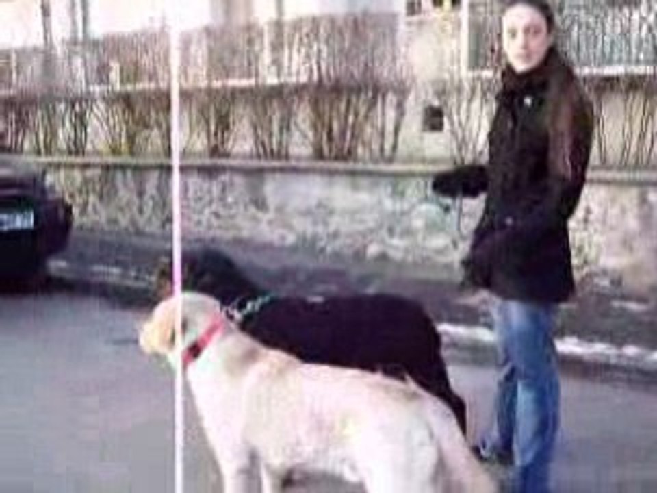 Charly et Drack 5611