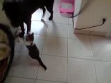 Dahli et le petit chat