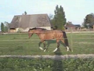 Qui sera de l'arc haras du finiels paddock 1