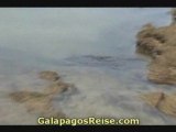 Galapagos Tours and Cruises. Sea turtles 03