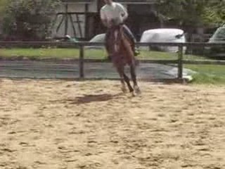 Qui sera de l'arc haras du finiels