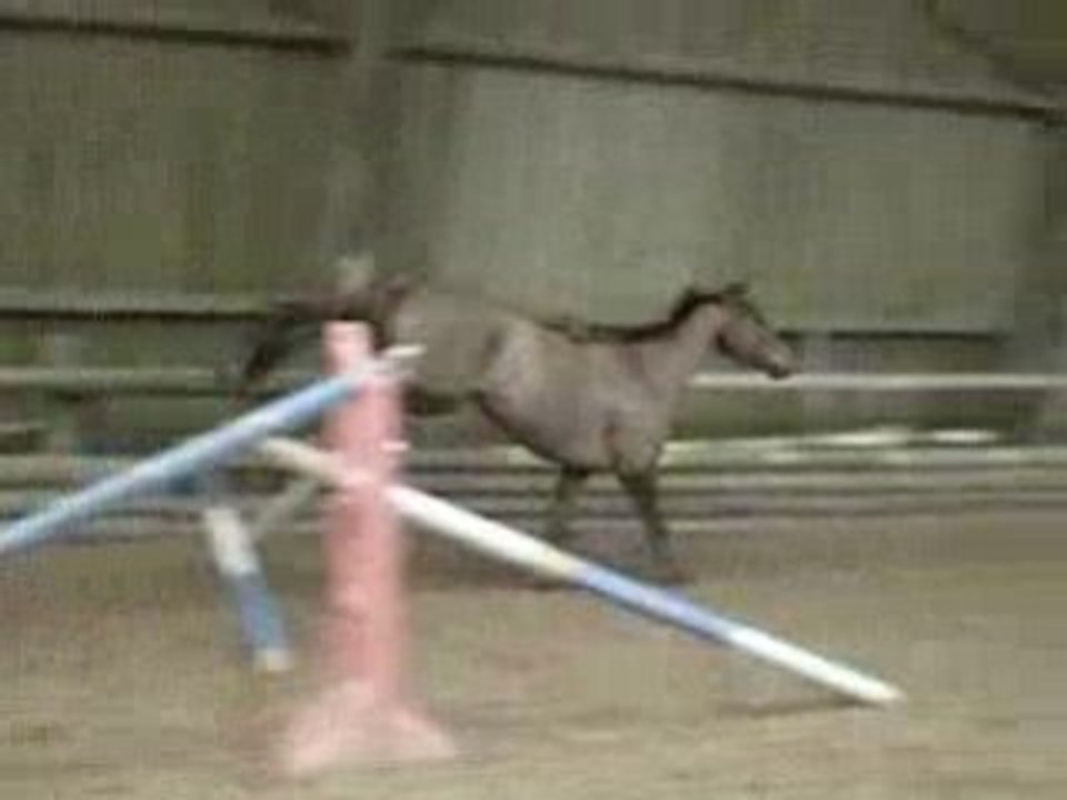 advent saut