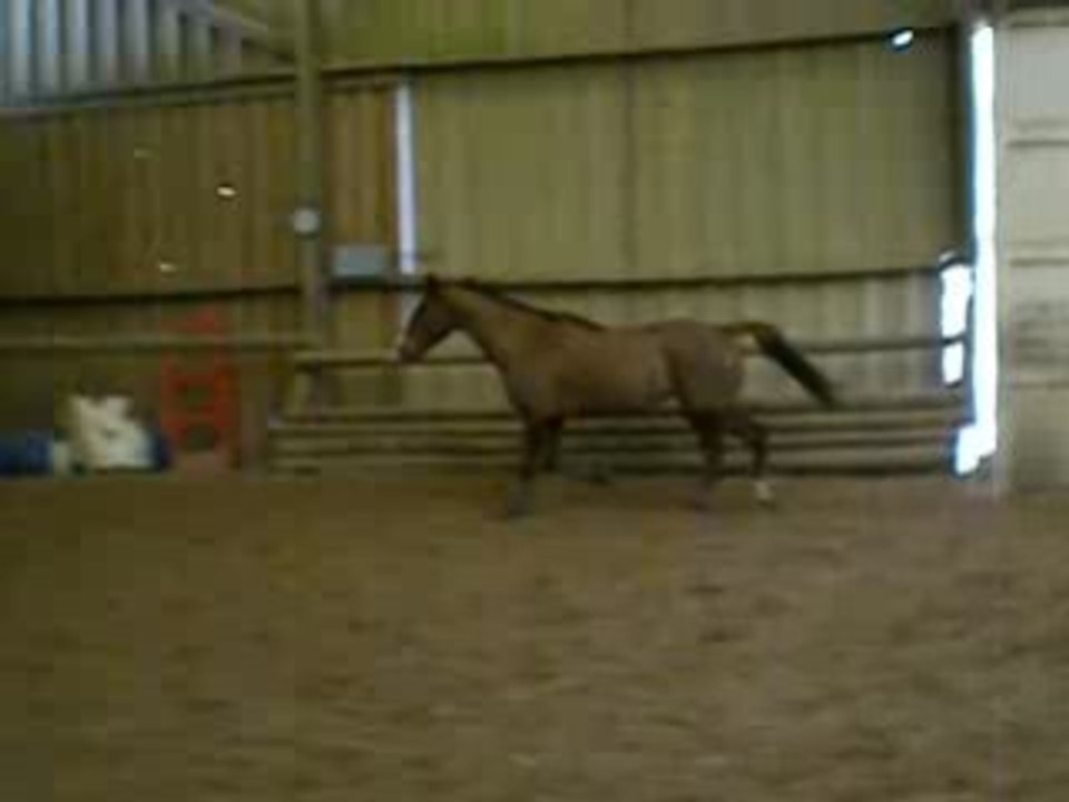 advent saut