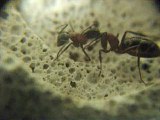 FOURMIS / Camponotus ligniperdus cannibales???