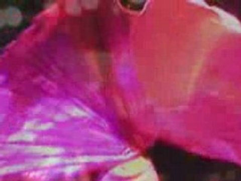 1001 nuits Bellydance Egypt - 1001 nuits danse orientale Egy