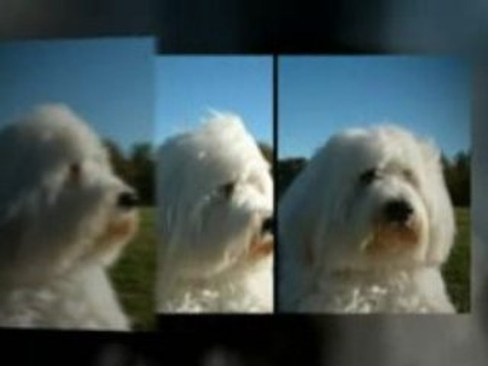 Dog Training Books