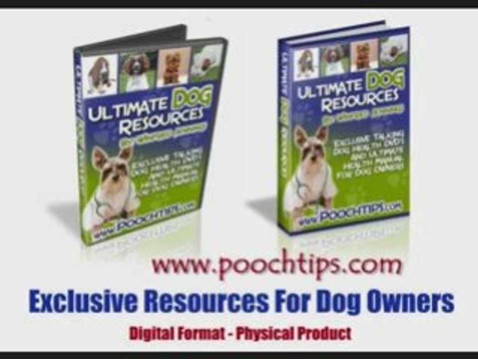 understanding dog problems