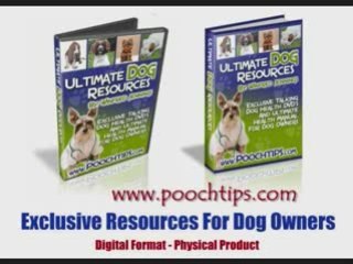 dog eye problems and solutions