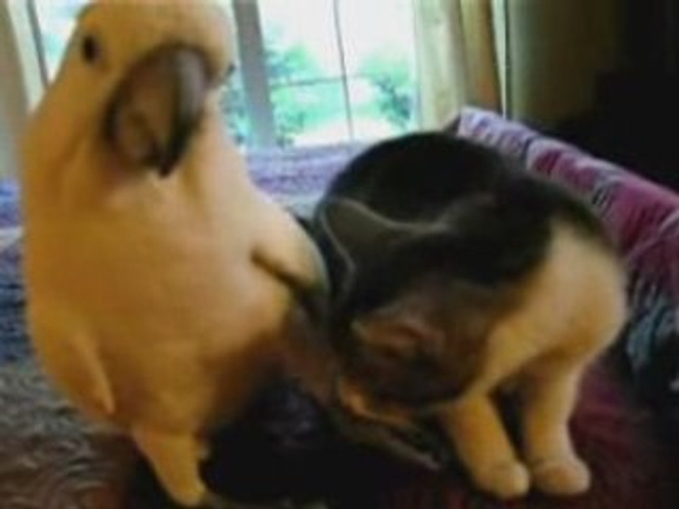 Perroquet-caresse-chat