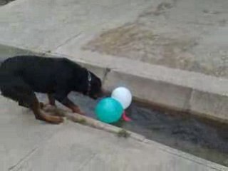 Lucky joue avec des ballons