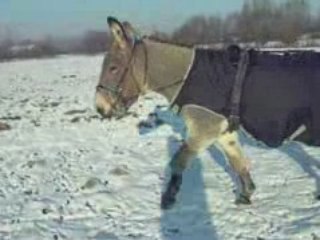 Martin en liberté dans la neige 2