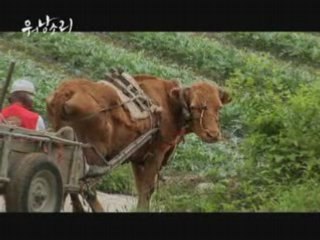 Old Partner Korean Documentary Trailer