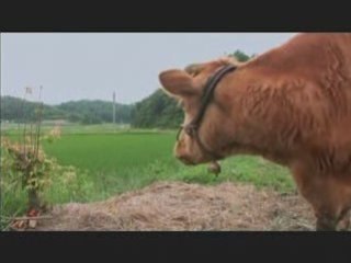 Old Partner Korean Documentary, Special 2 Grandmother