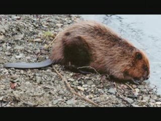 New montage protégeons notre planète