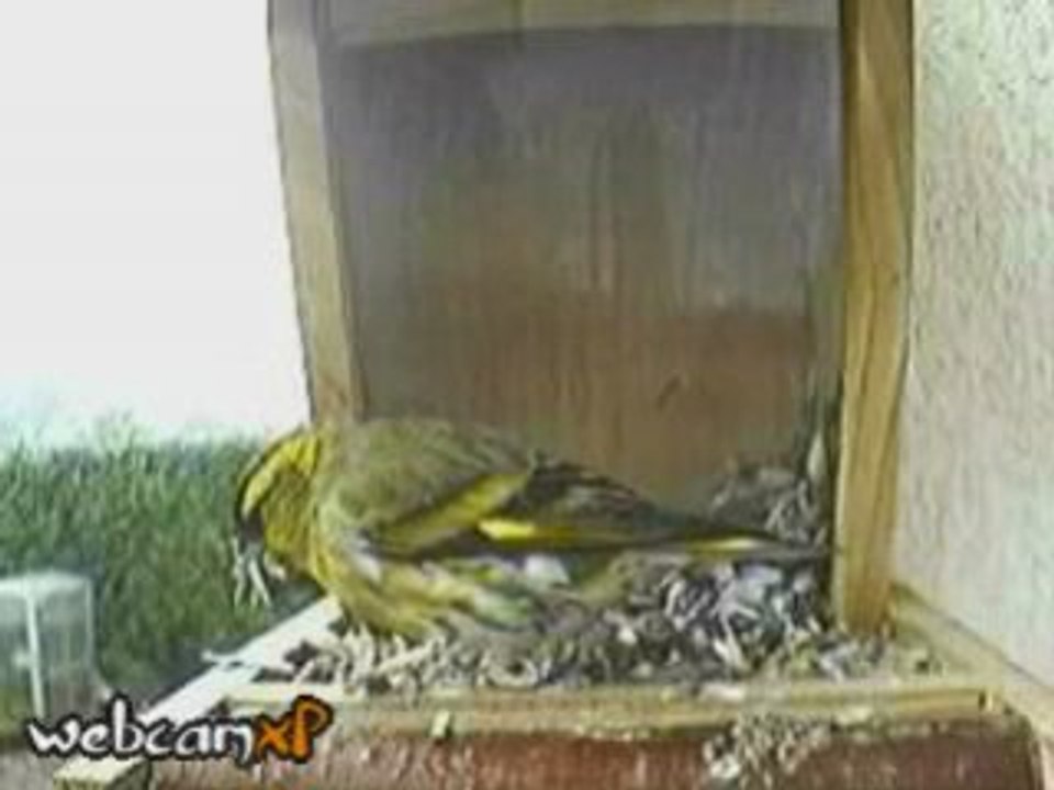 Refuge LPO Normand  (tarin des aulnes)