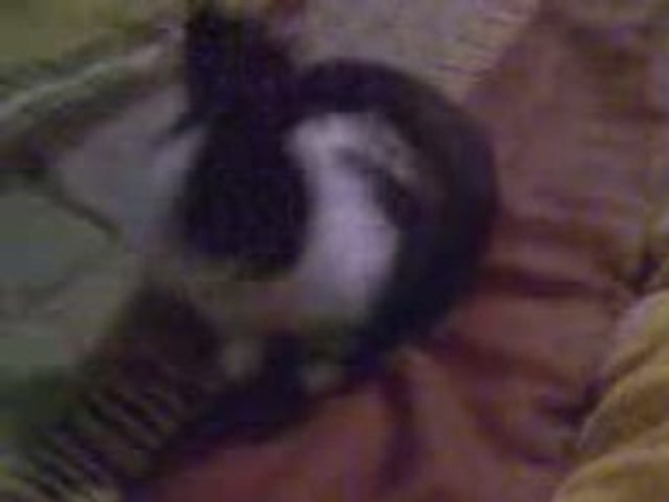 Domino