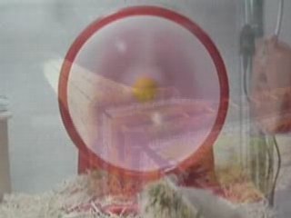 Les voeux 2009 de Nicolas Sarkozy