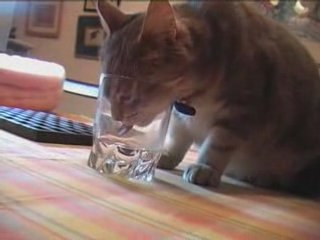 Mistigri, le chat boit dans mon verre !!