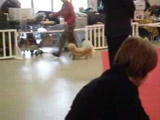 Havanais 2 Paris Dog Show 110109