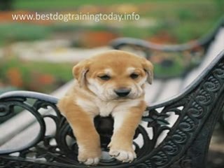 Best Dog Training Secrets
