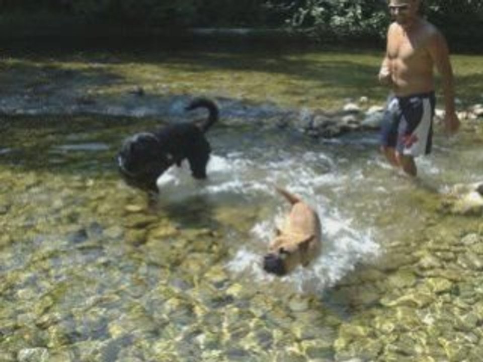 GASS LE CHIEN UNIQUE