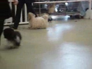 Havanais 5 Paris Dog Show 110109