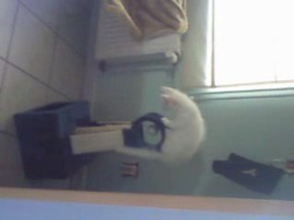 dinozzo "jeu"