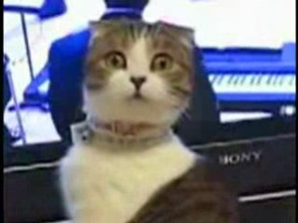 Le chat au regard dramatique