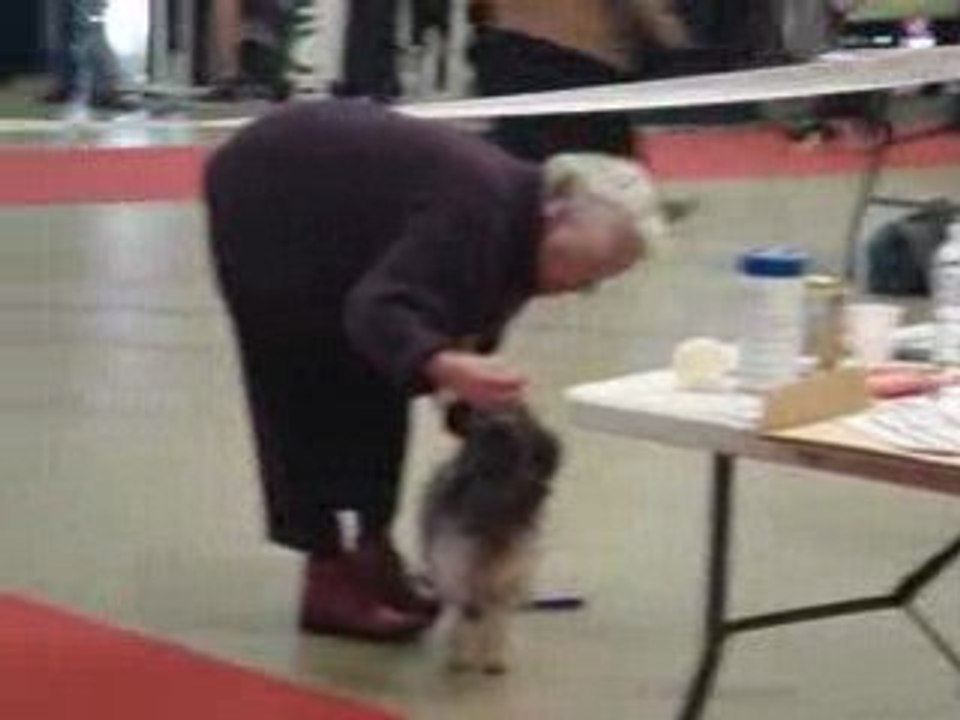 Petits Chiens Lion 1 Paris Dog Show 110109
