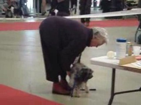 Petits Chiens Lion 2 Paris Dog Show 110109