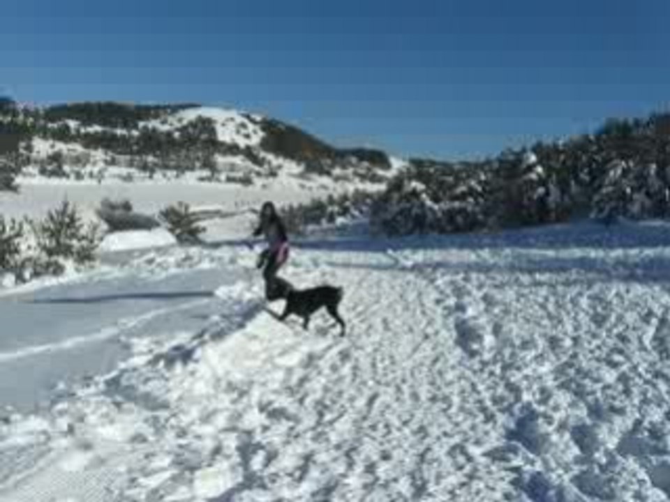 Vixie à la neige (2)