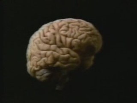 Cerebro: Anatomia y fisiologia (generalidades)