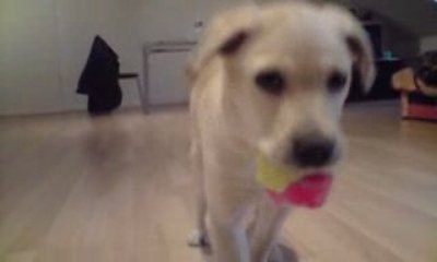 Prince et ses balles