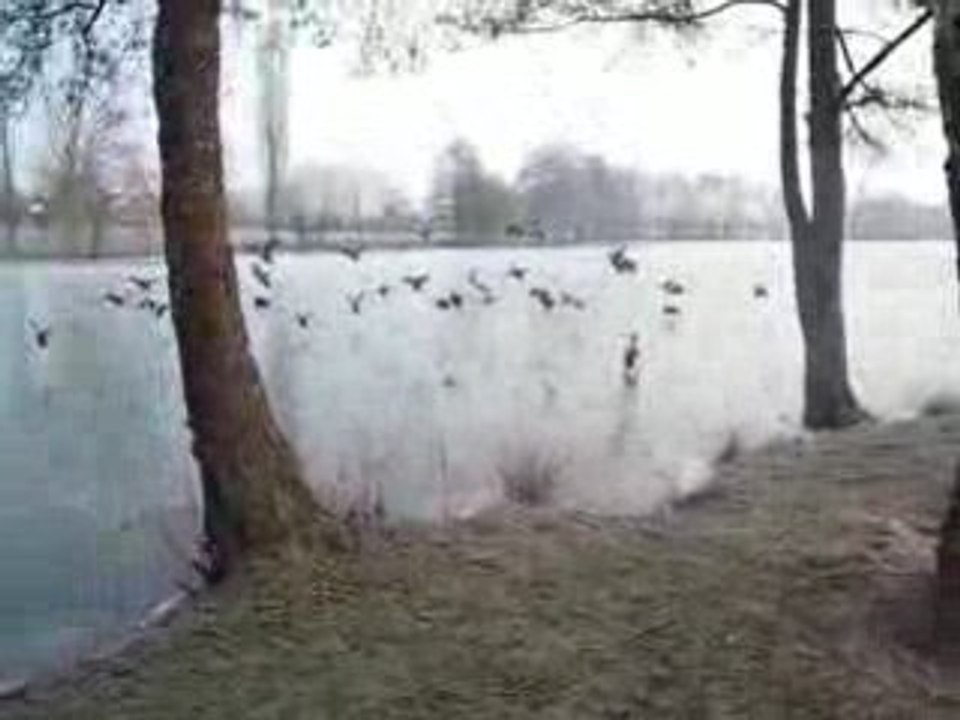 pétard bison 3 + pain pour canards sur glace