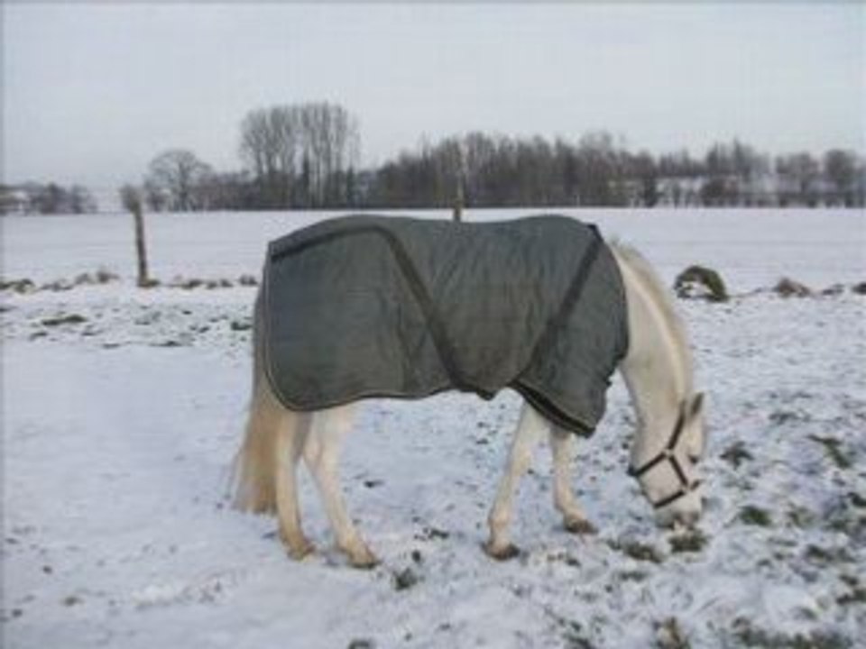 Spi et Chara dans la neige