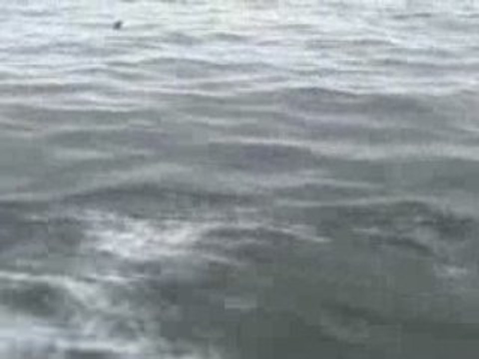 Dauphins