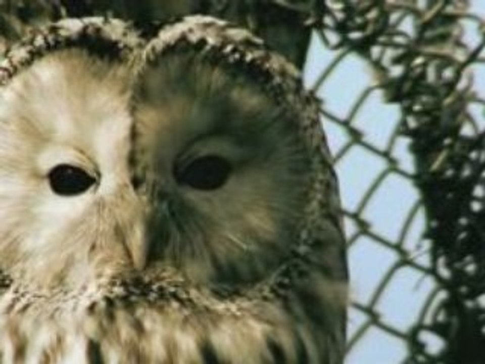 Prodigy - Real Power Is People