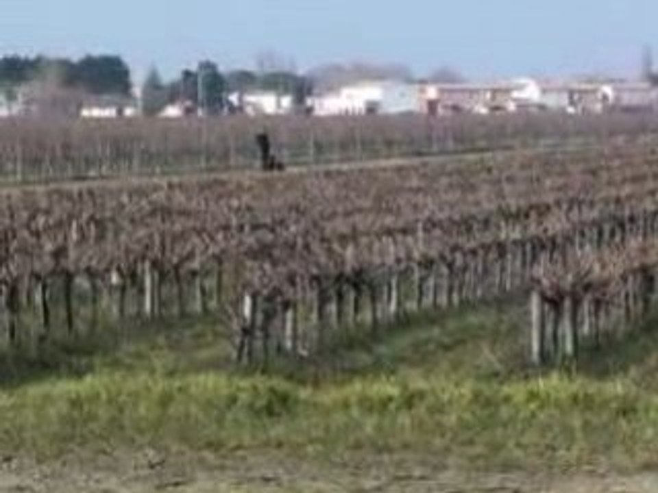 Field Trial Bess Aigues Mortes  09