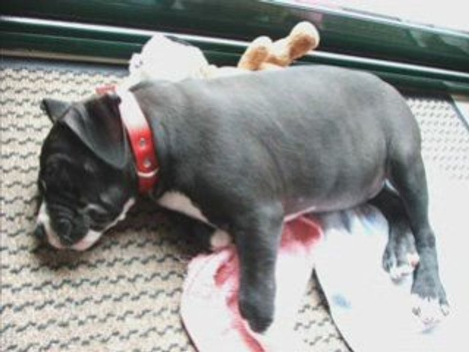 Dodge 2 mois