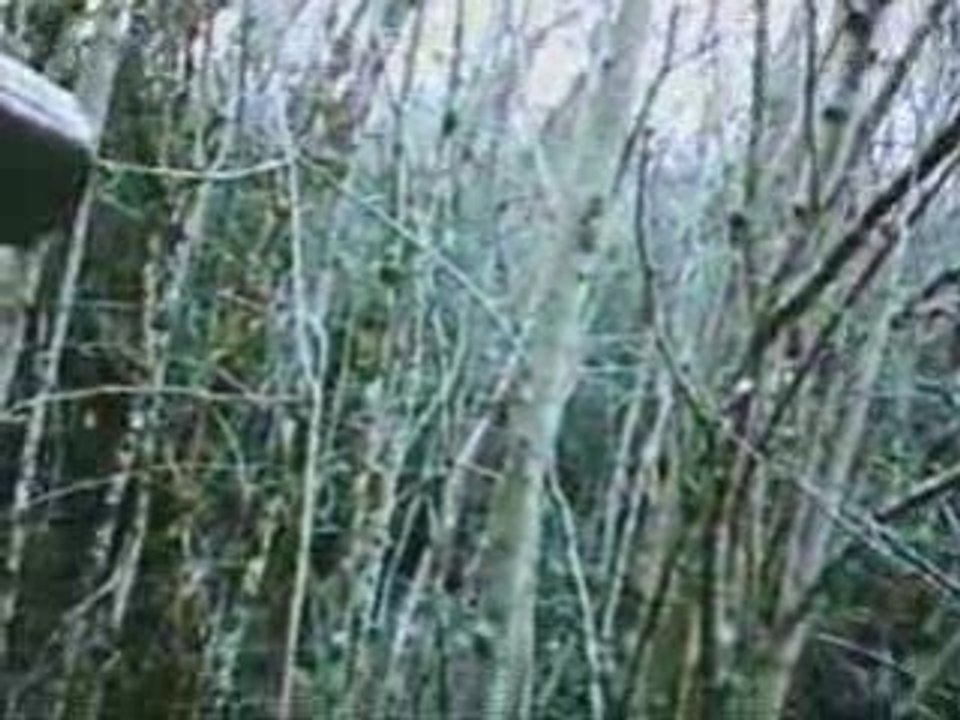 EPAGNEUL DE SAINT USUGE CHASSE A LA BECASSE 27.12.2008