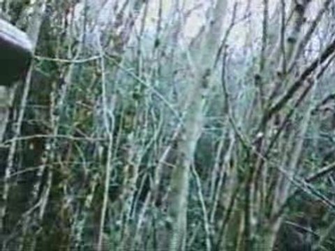 EPAGNEUL DE SAINT USUGE CHASSE A LA BECASSE 27.12.2008