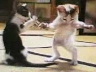 Chat danse mezoued