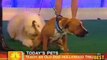 ICYMI - Dog Pees On The Today Show Floor