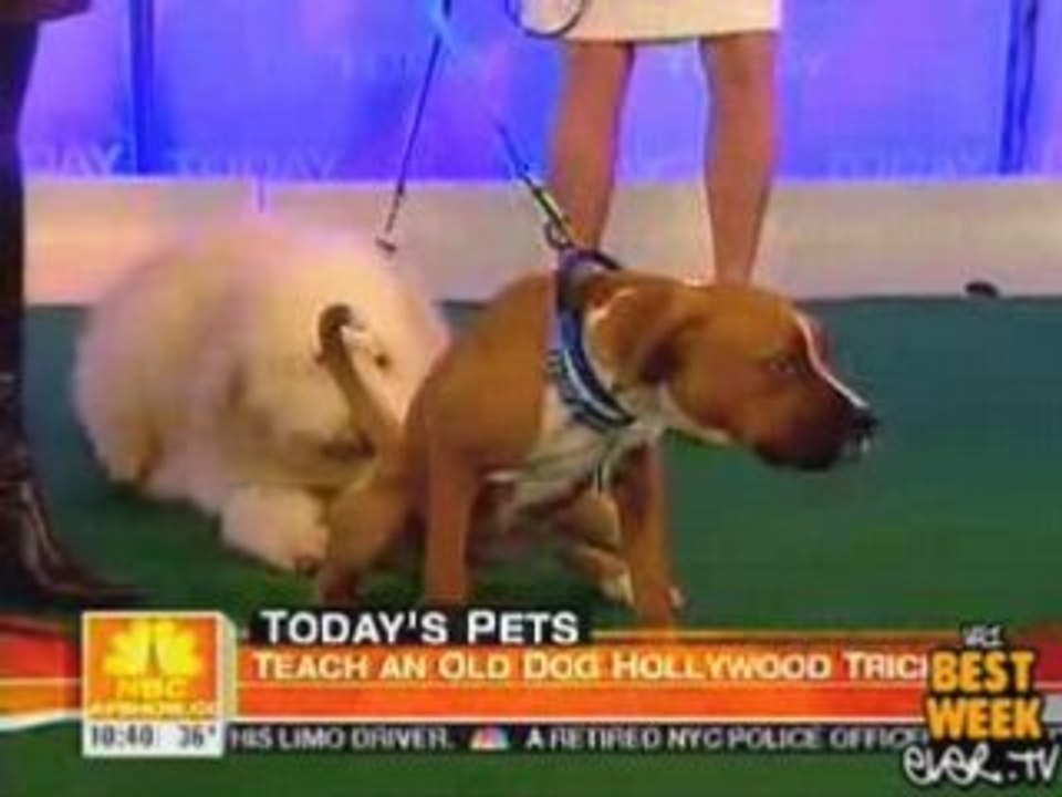 ICYMI - Dog Pees On The Today Show Floor