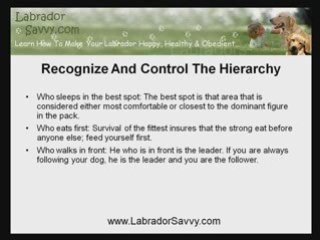 Labrador Training: Reversing the Role of a Demanding Dog