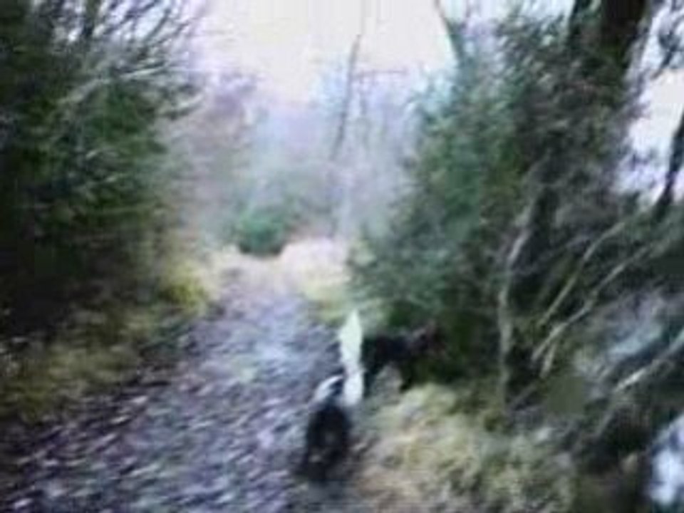 EPAGNEUL DE SAINT USUGE chasse à la bécasse au bord du rhone
