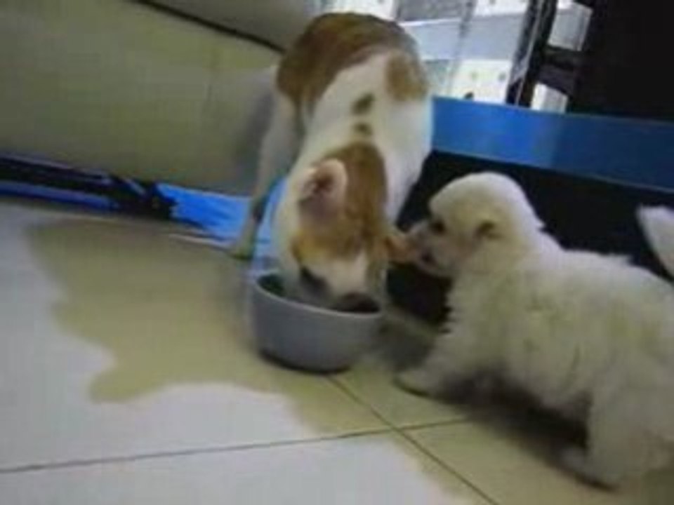 Dejeuner en Paix Chat et Chiot
