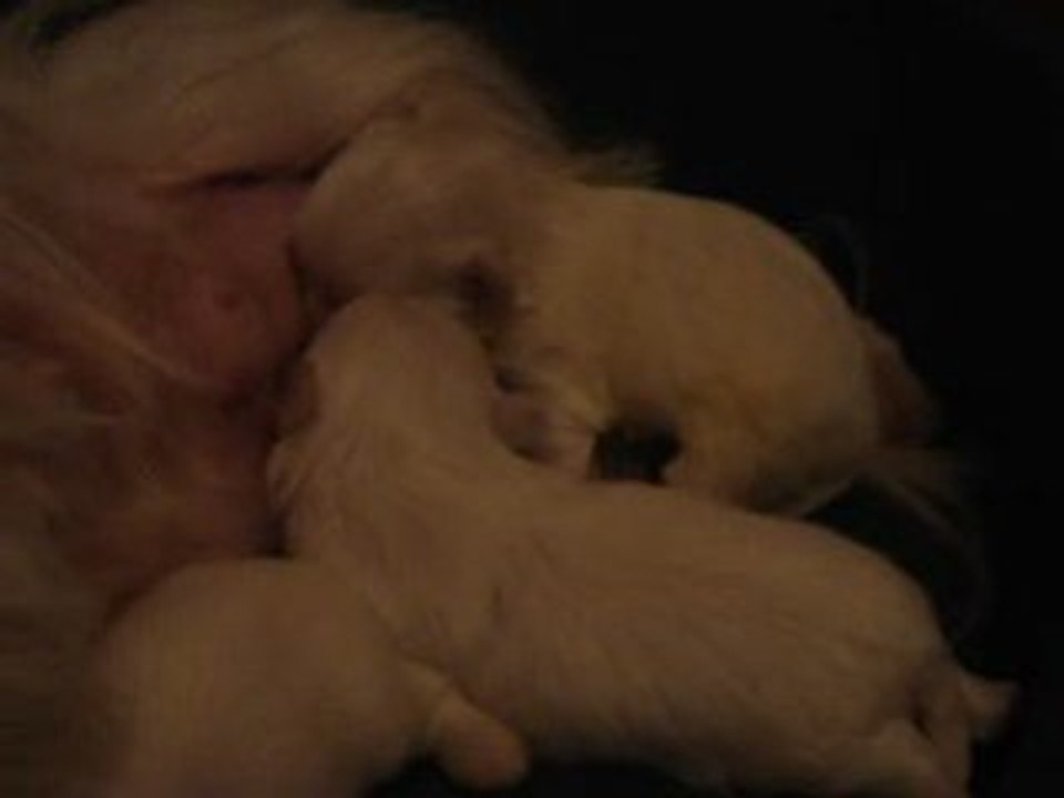 bébés valse4