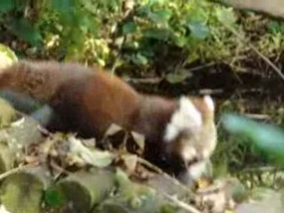 maman et bebe panda roux